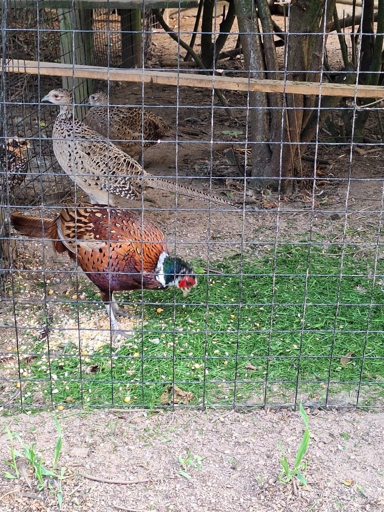fazanten, Dieren en Toebehoren, Meerdere dieren, Overige soorten