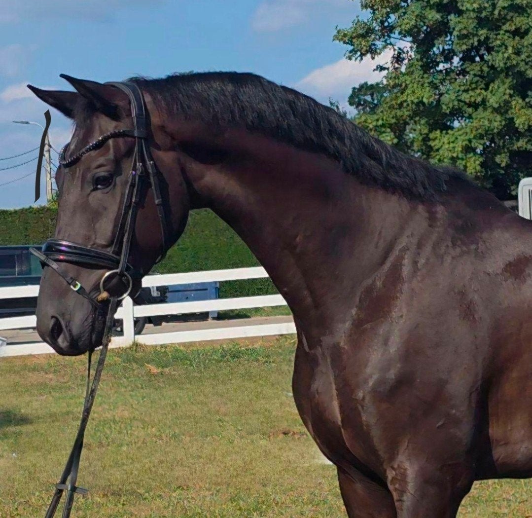 bloed knap, Dieren en Toebehoren, Ruin, Dressuurpaard