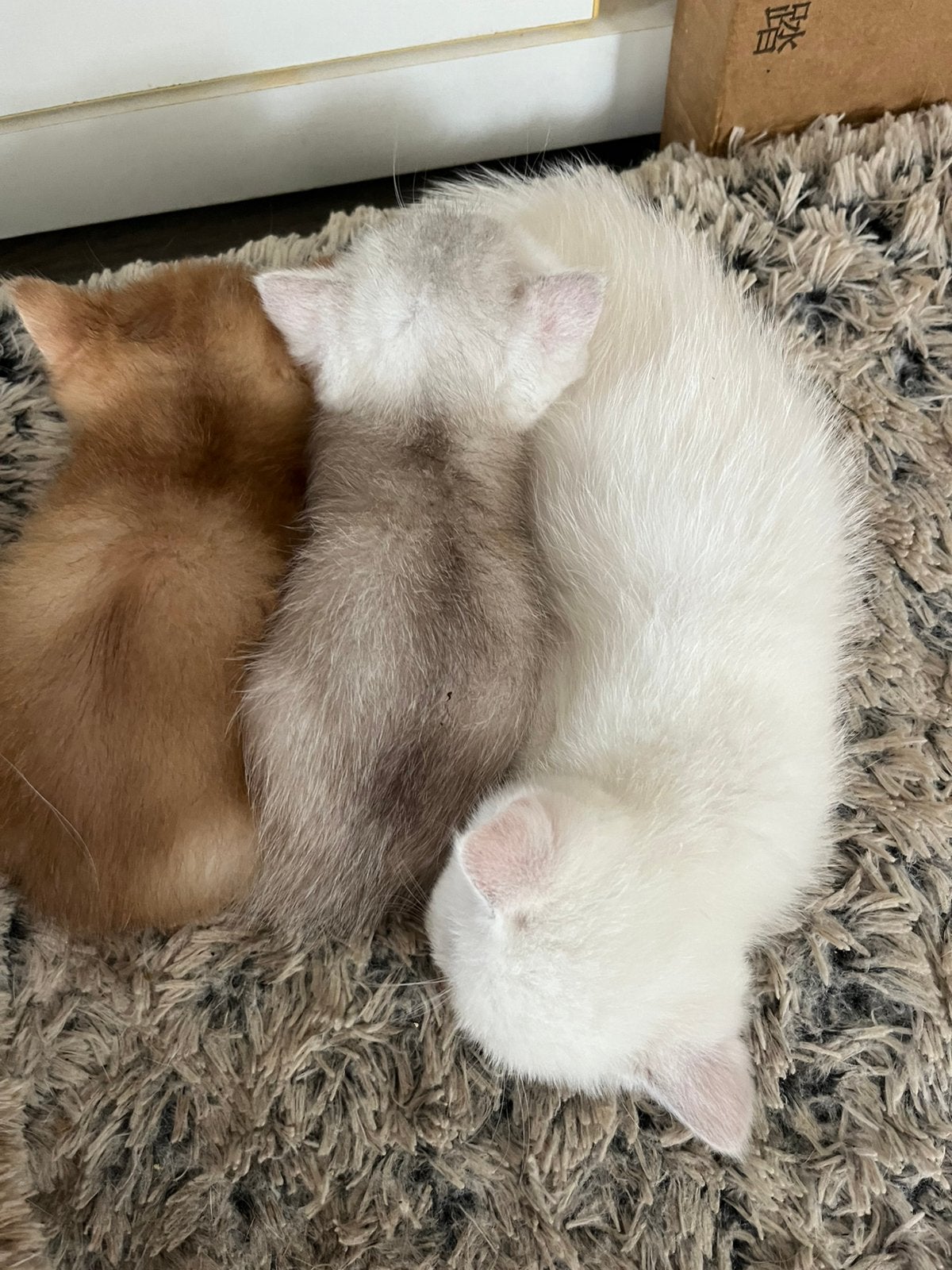Britse korthaar kittens te koop met stamboom, Meerdere dieren, Met stamboom, 0 tot 2 jaar