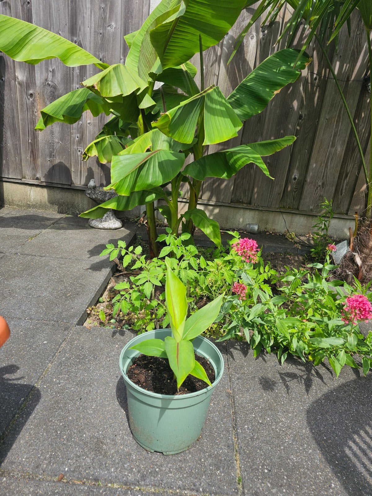 Mooie stek vd bananenplant en meer 4.95 pst, Tuin en Terras, Planten | Tuinplanten, Ophalen, Overige soorten, Volle zon