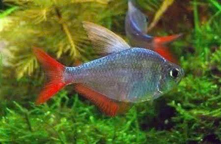 Hyphessobrycon Columbianus - Colombia Tetra, Dieren en Toebehoren, Vis, Zoetwatervis, Schoolvis
