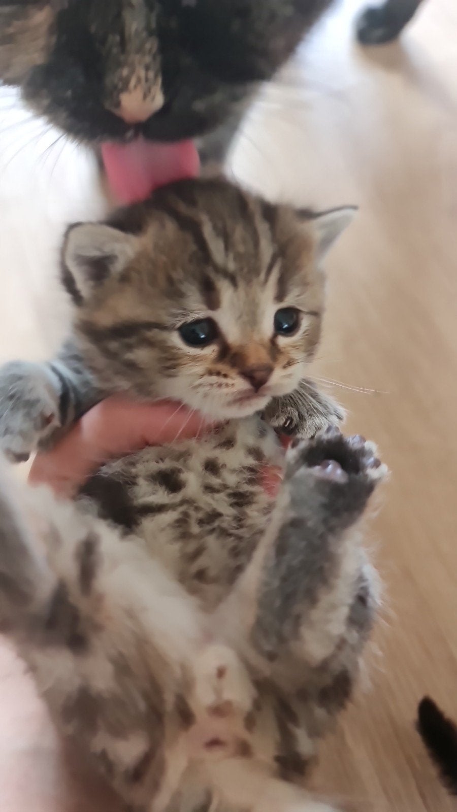 Lieve kittens zoeken een warm thuis! 
Onze sch, Meerdere dieren