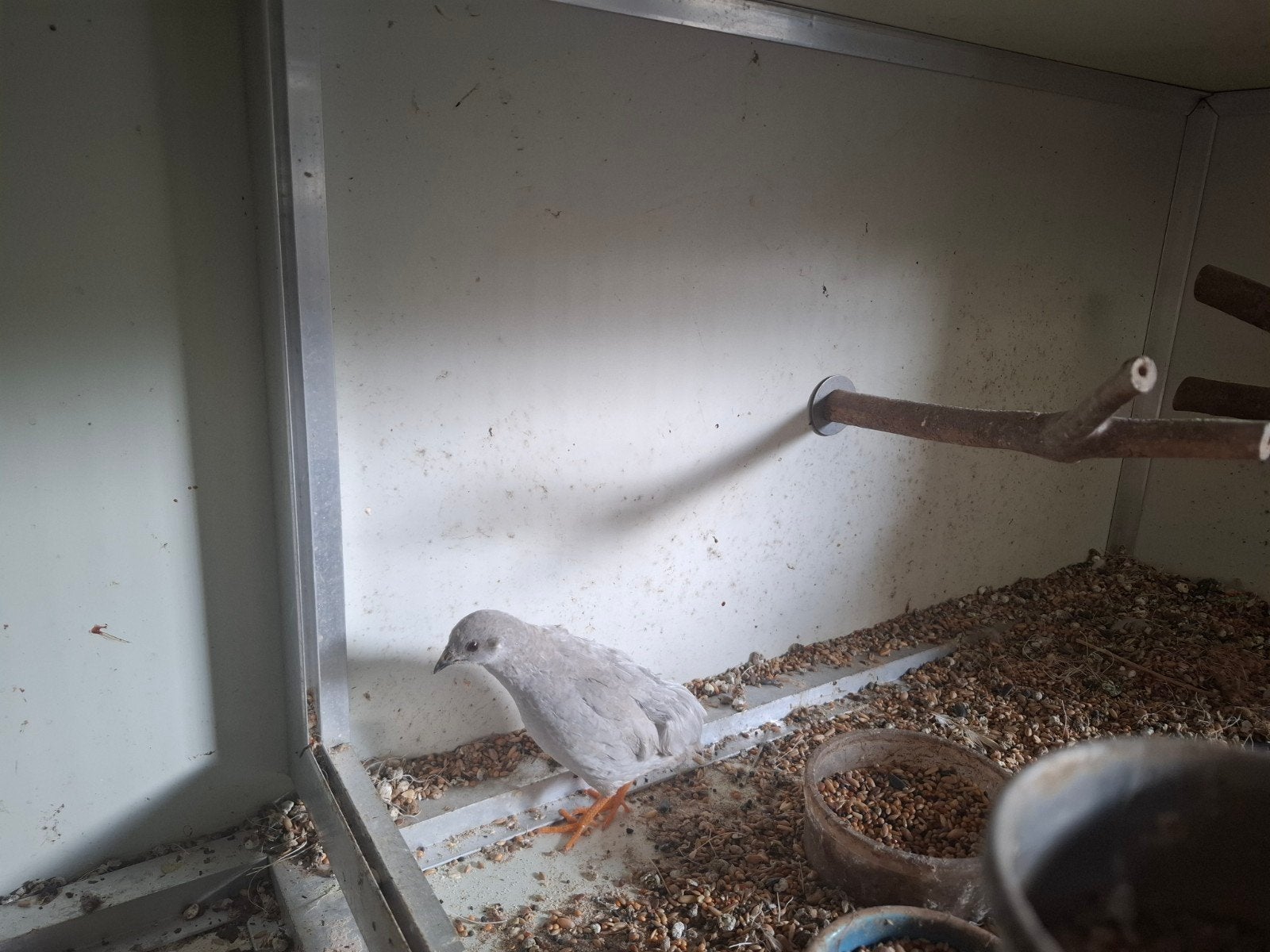 zilvere chinese kwartel haan, Mannelijk, Tropenvogel