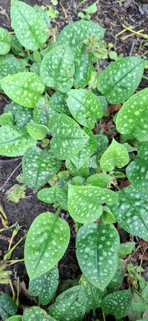 Gevlekte longkruid (Pulmonaria officinalis), Ophalen