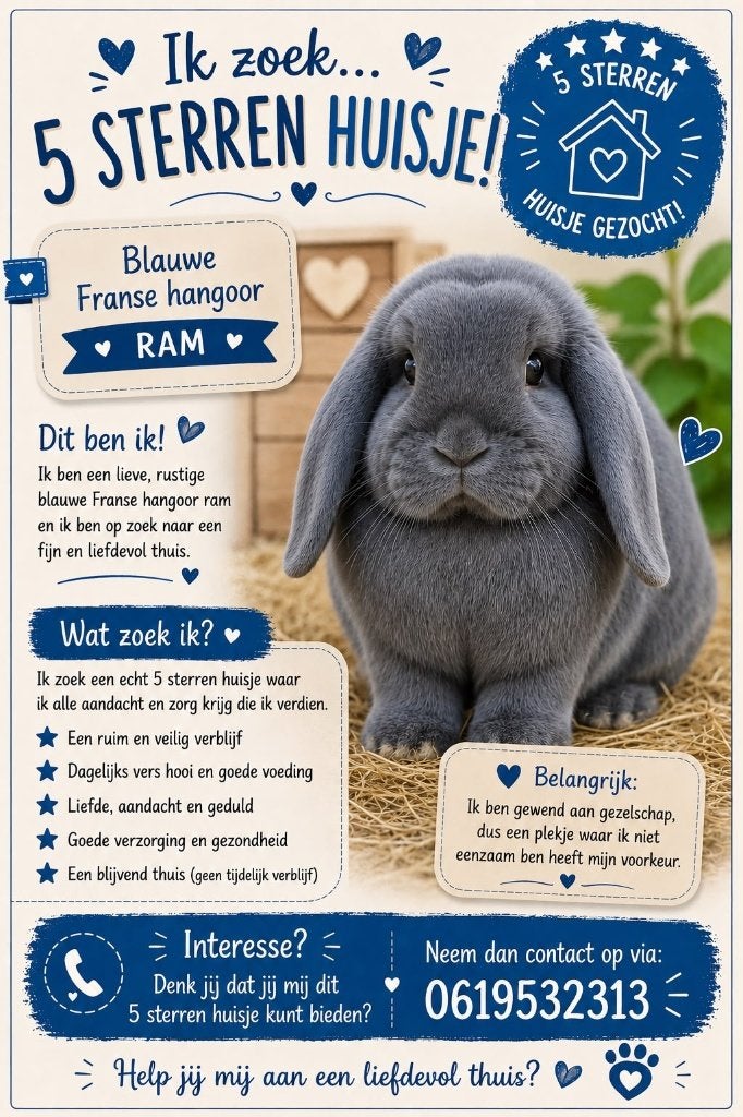 Franse hangoor, Dieren en Toebehoren, Konijnen, Mannelijk, Groot, Hangoor, 0 tot 2 jaar
