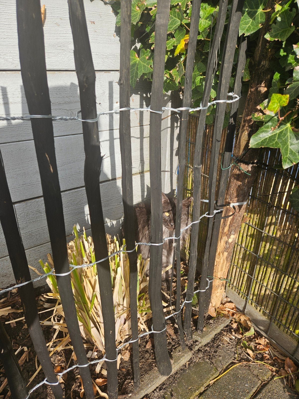 Schapenhek / Engels hekwerk zwart + 5 Robina palen, Ophalen, Nieuw, Hout, Tuinhek
