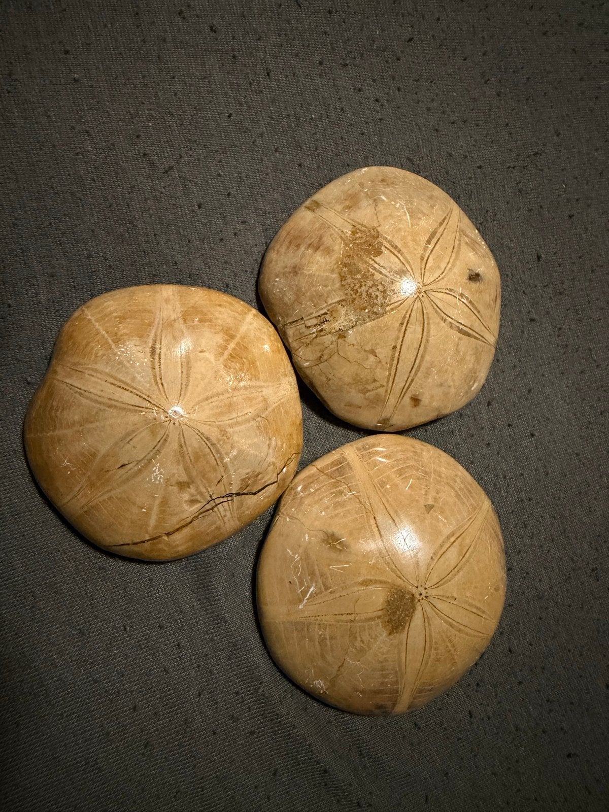 Set van 3 fossiele zee-egels (Clypeaster), Verzamelen, Ophalen of Verzenden, Fossiel