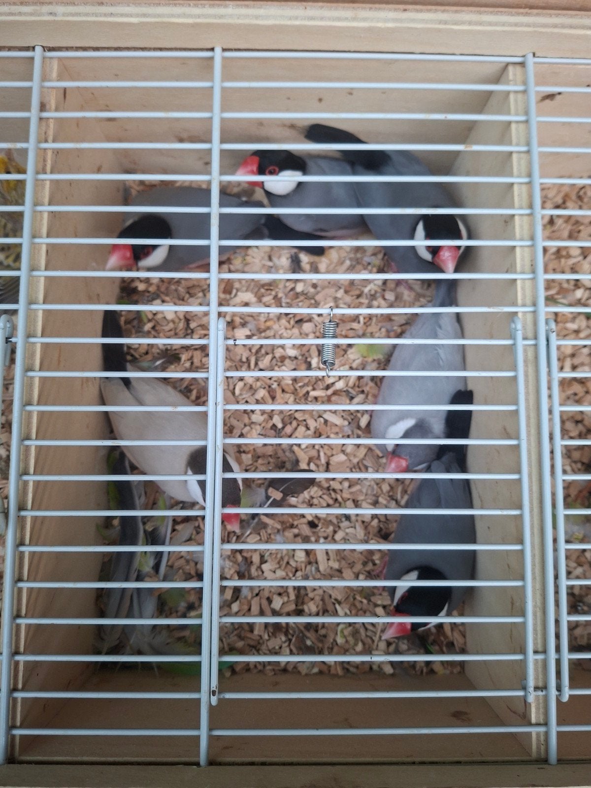 Groep rijstvogels, Dieren en Toebehoren, Meerdere dieren, Tropenvogel