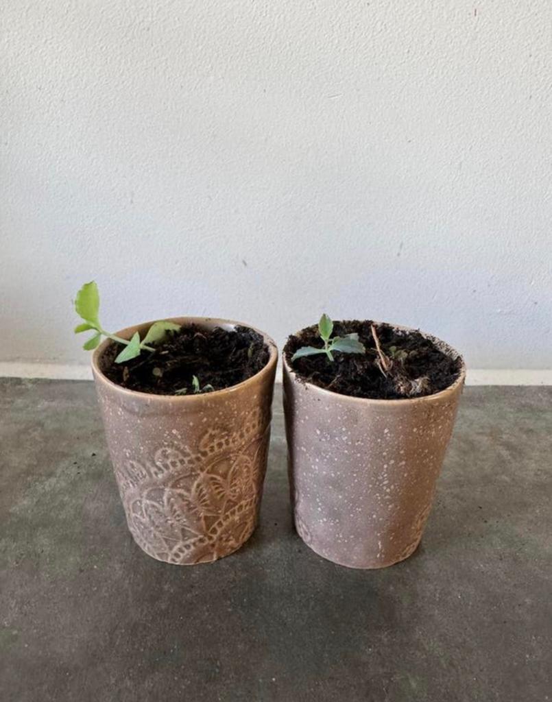 Stekjes in potjes; mother of thousands, Huis en Inrichting, Kamerplanten, Ophalen, Halfschaduw, Minder dan 100 cm