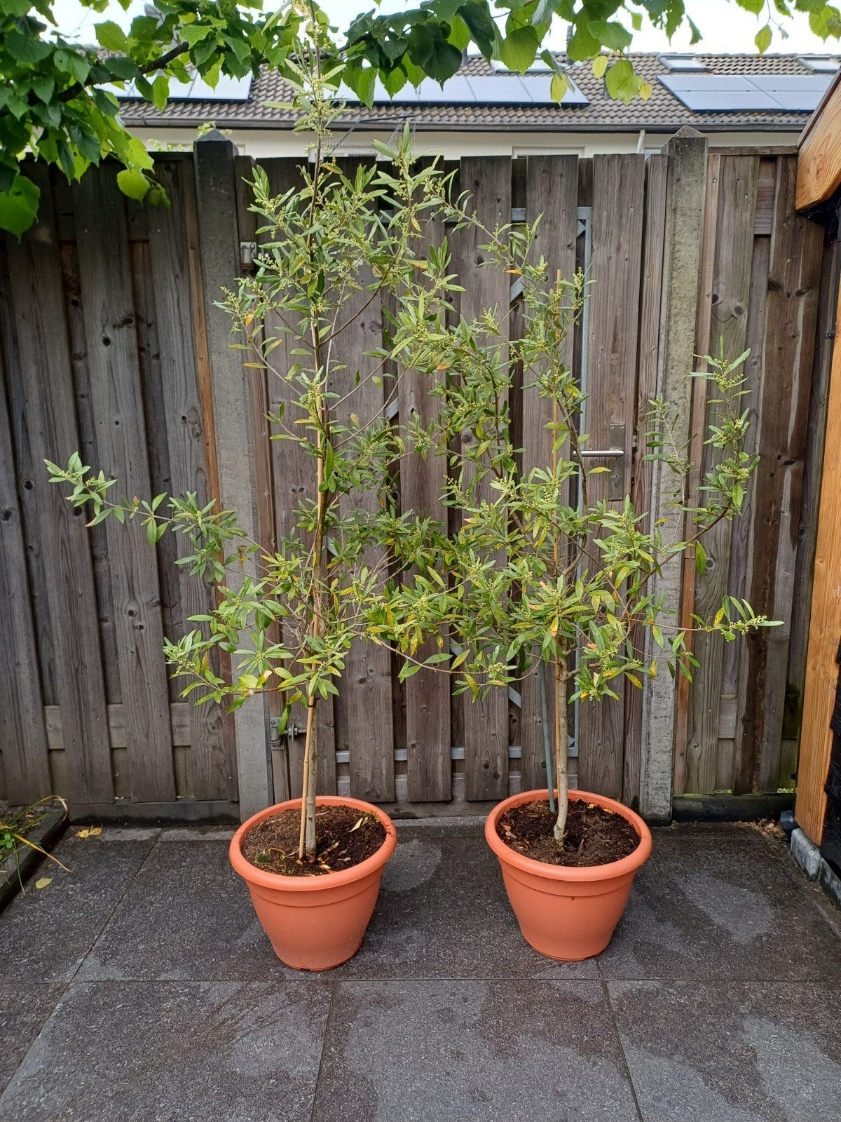 Olijfbomen. 2 stuks. Met pot..150 cm hoog., Tuin en Terras, 100 tot 250 cm, Olijfboom, Zomer, Ophalen
