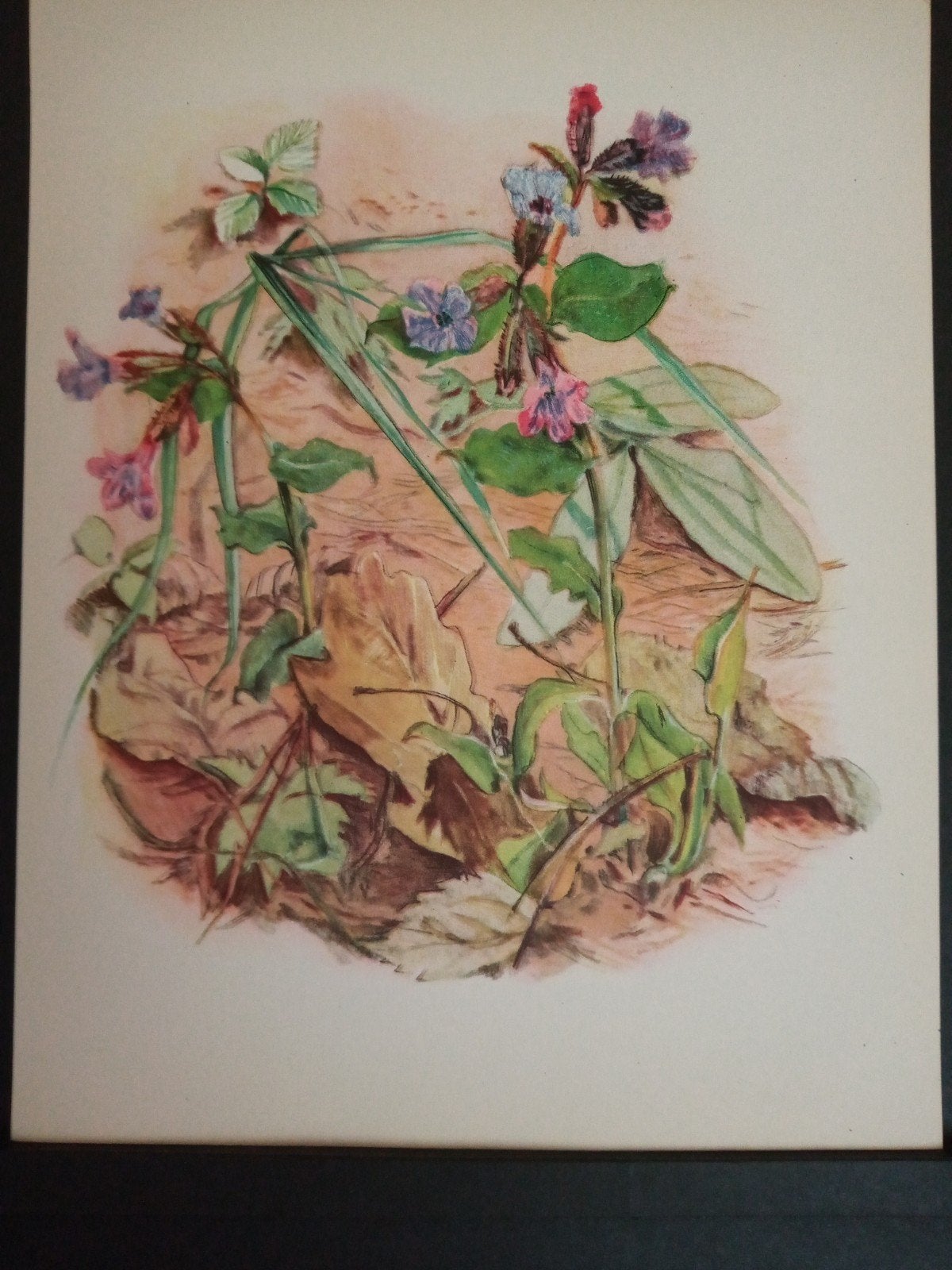 Botanische prent Longkruid verder zie omschrijving getekend, Verzamelen, Natuur, Verzenden, Zo goed als nieuw, 1940 tot 1960