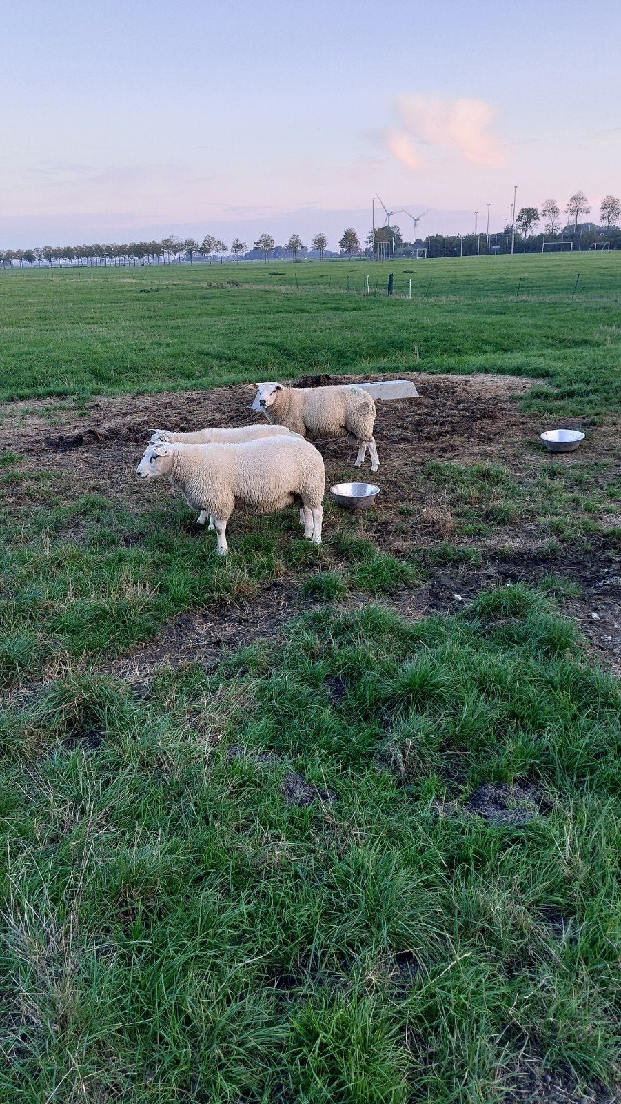 dekrammen en ooien te koop, Dieren en Toebehoren, Meerdere dieren, Schaap