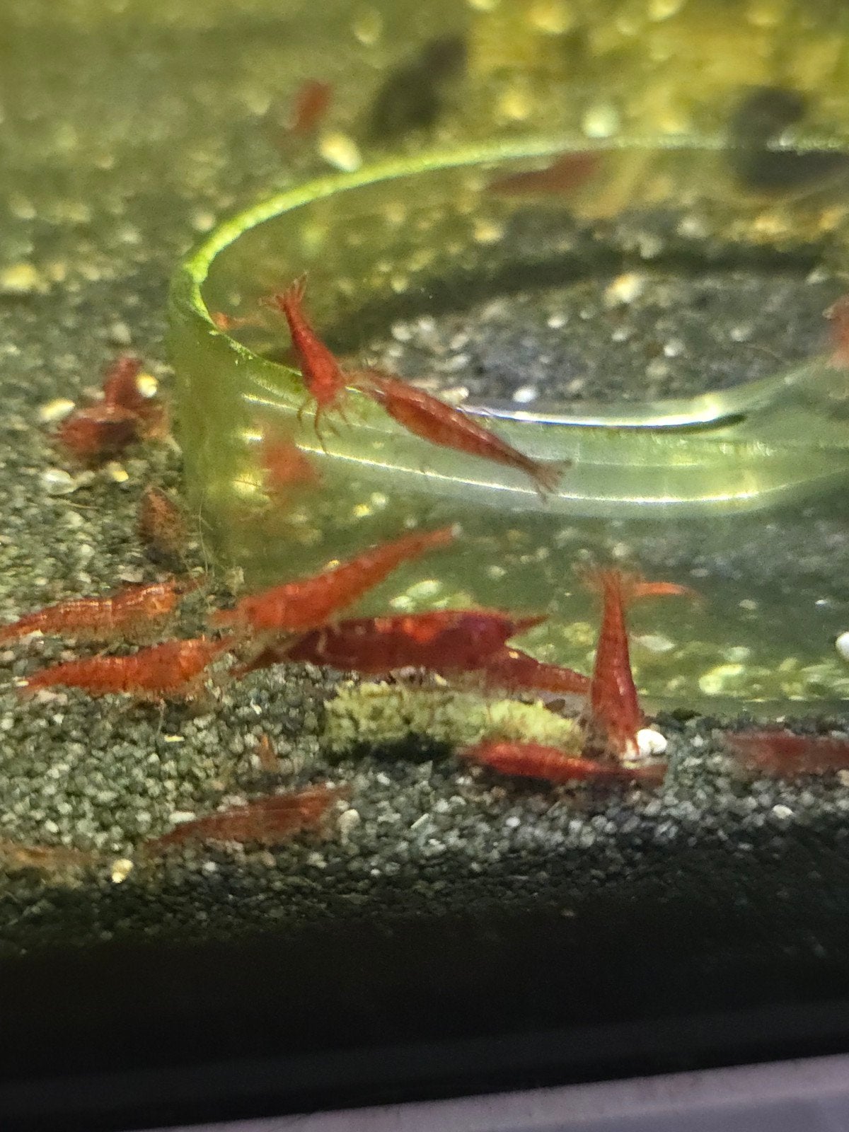 rode garnalen, Dieren en Toebehoren, Vissen | Aquariumvissen, Kreeft, Krab of Garnaal, Zoetwatervis, Schoolvis