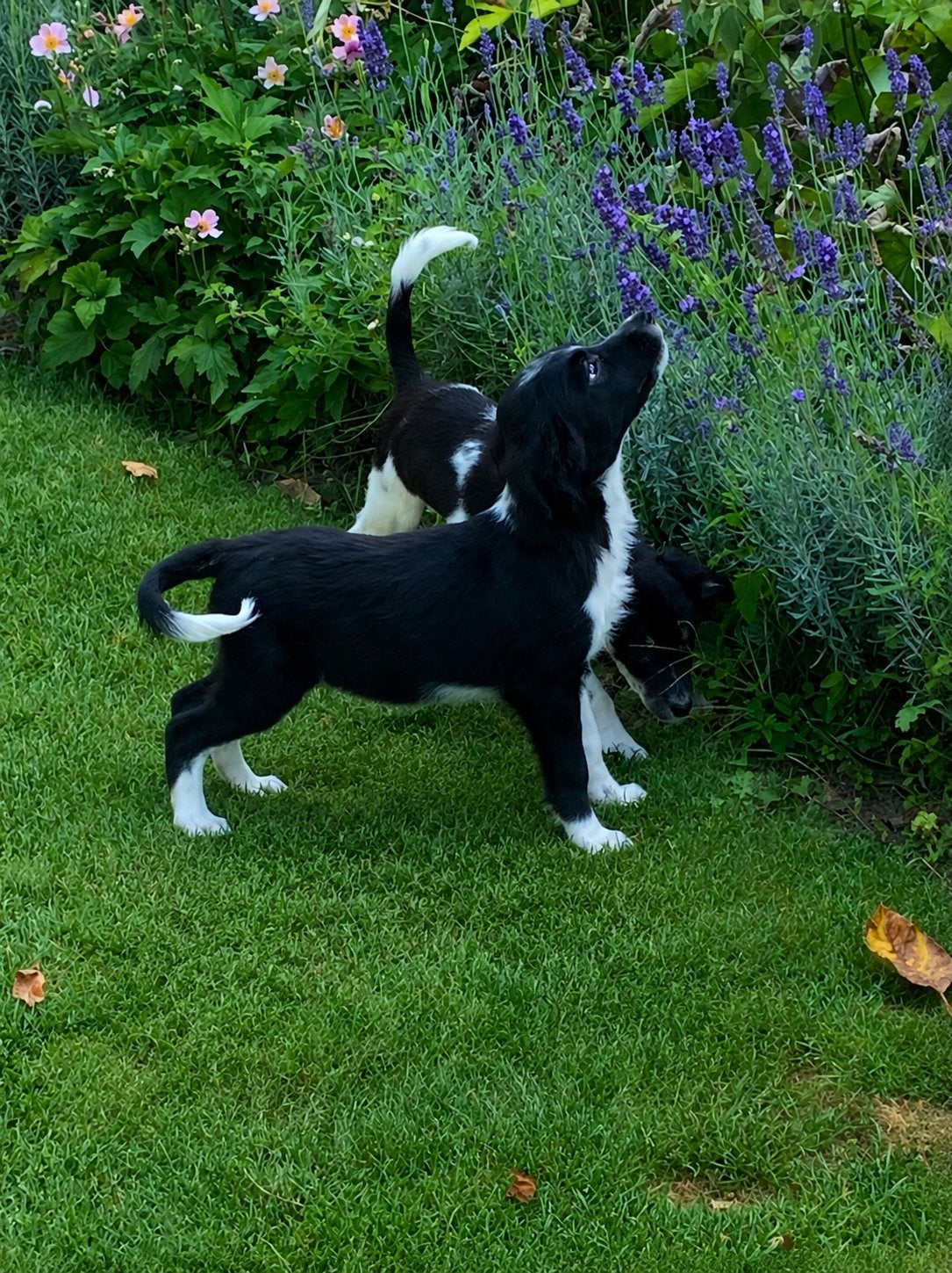 Prachtige FRIESE STABIJ x HEIDEWACHTEL pups, Parvo, Nederland, Reu, 8 tot 15 weken