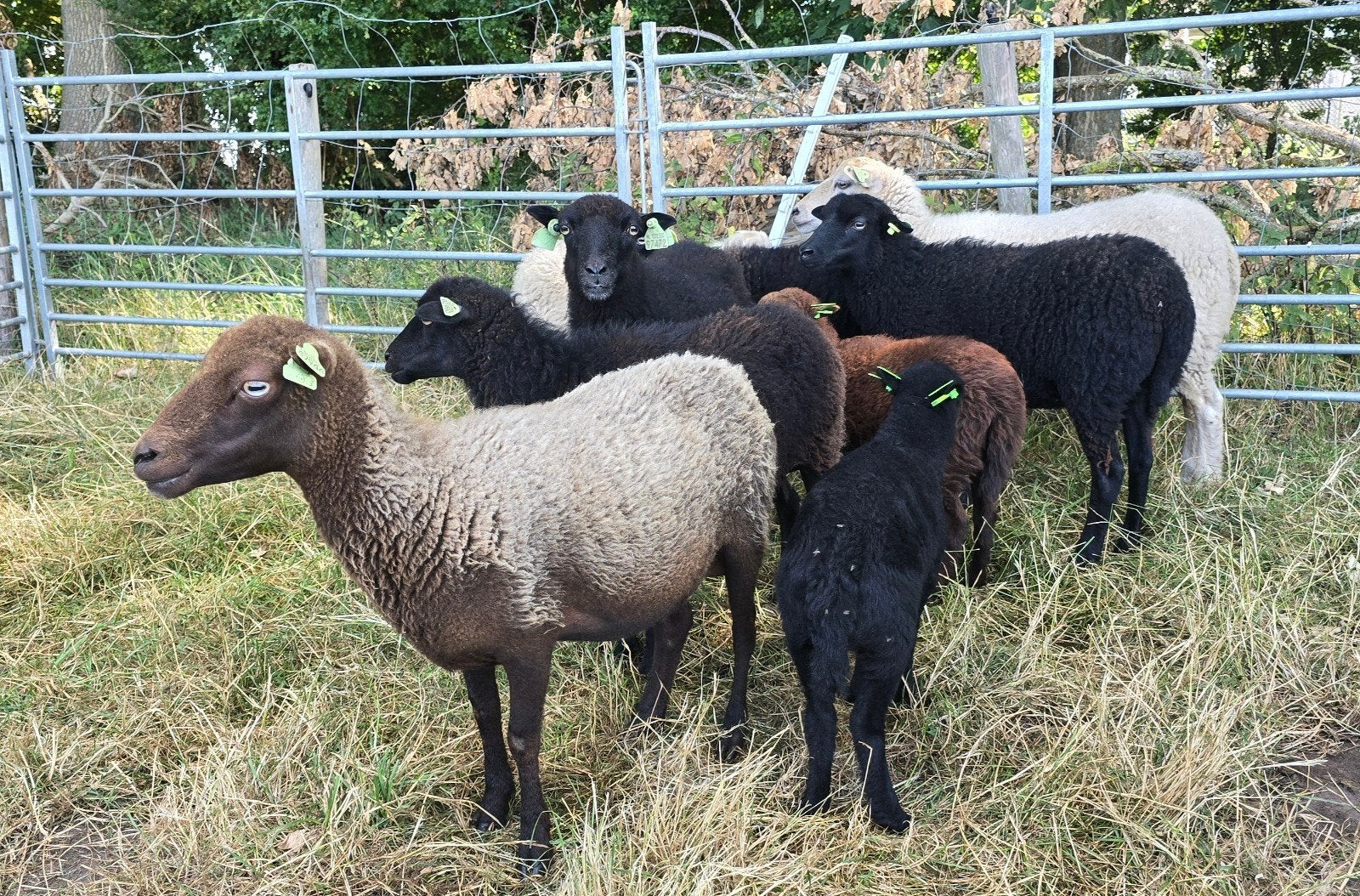 Kleine kudde prachtige Ouessant schapen, Dieren en Toebehoren, Schapen, Geiten en Varkens, Vrouwelijk, Schaap