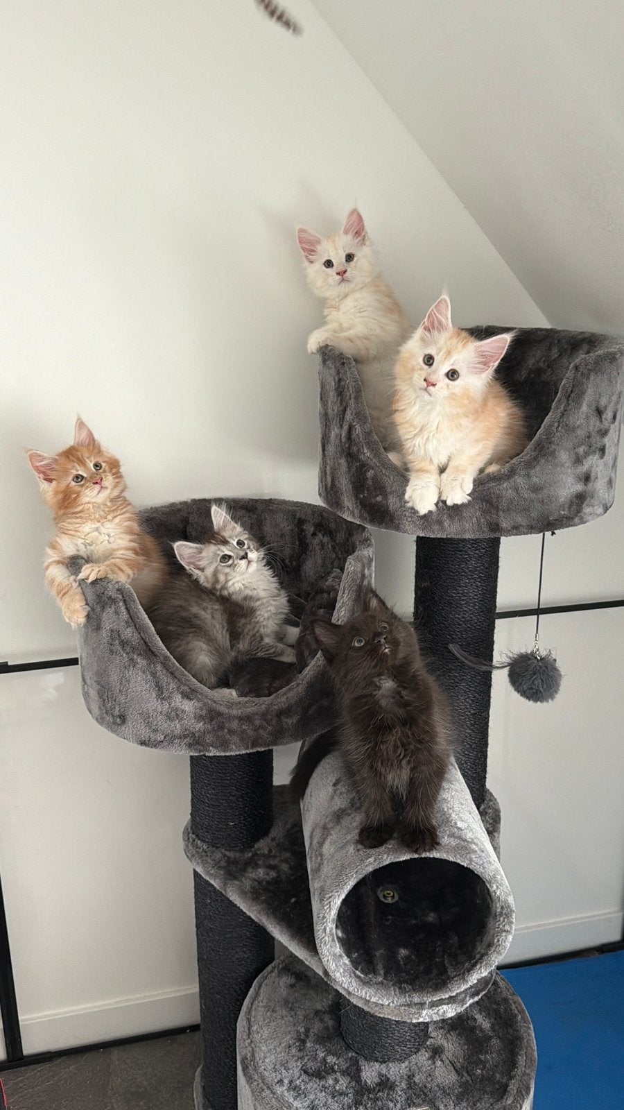 maine coon kitten, kater met stamboom, Kater, Met stamboom, 0 tot 2 jaar