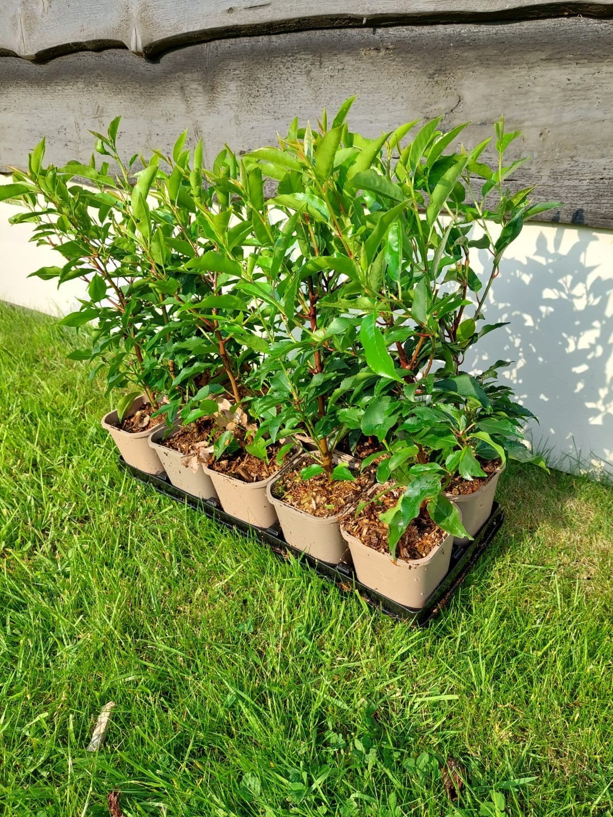 portugese laurier Prunus lusitanica Angustifolia, Ophalen of Verzenden, Laurier