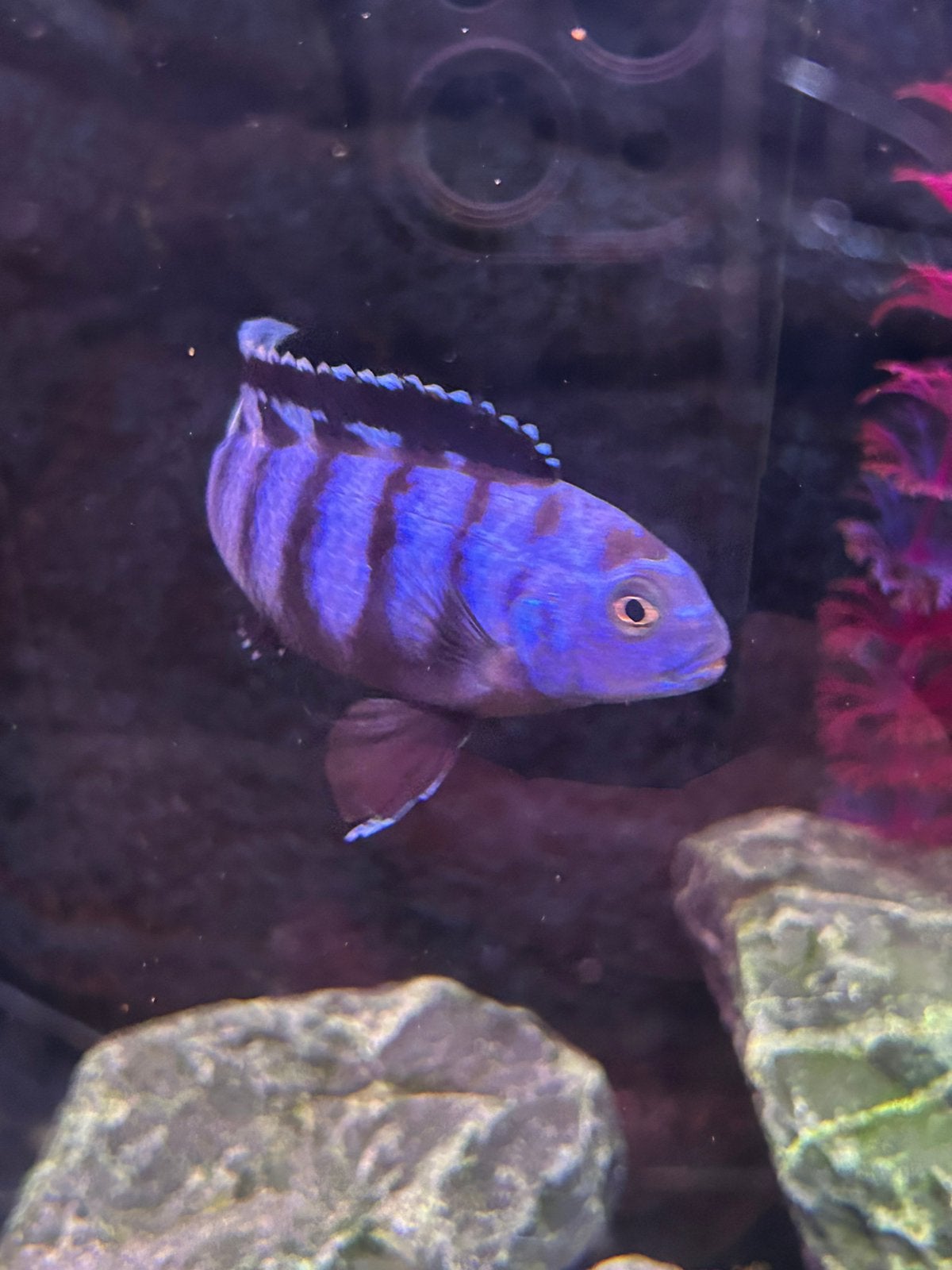 Malawi ciclide mannen blauw Pseudotropheus chindongo saulosi, Vis