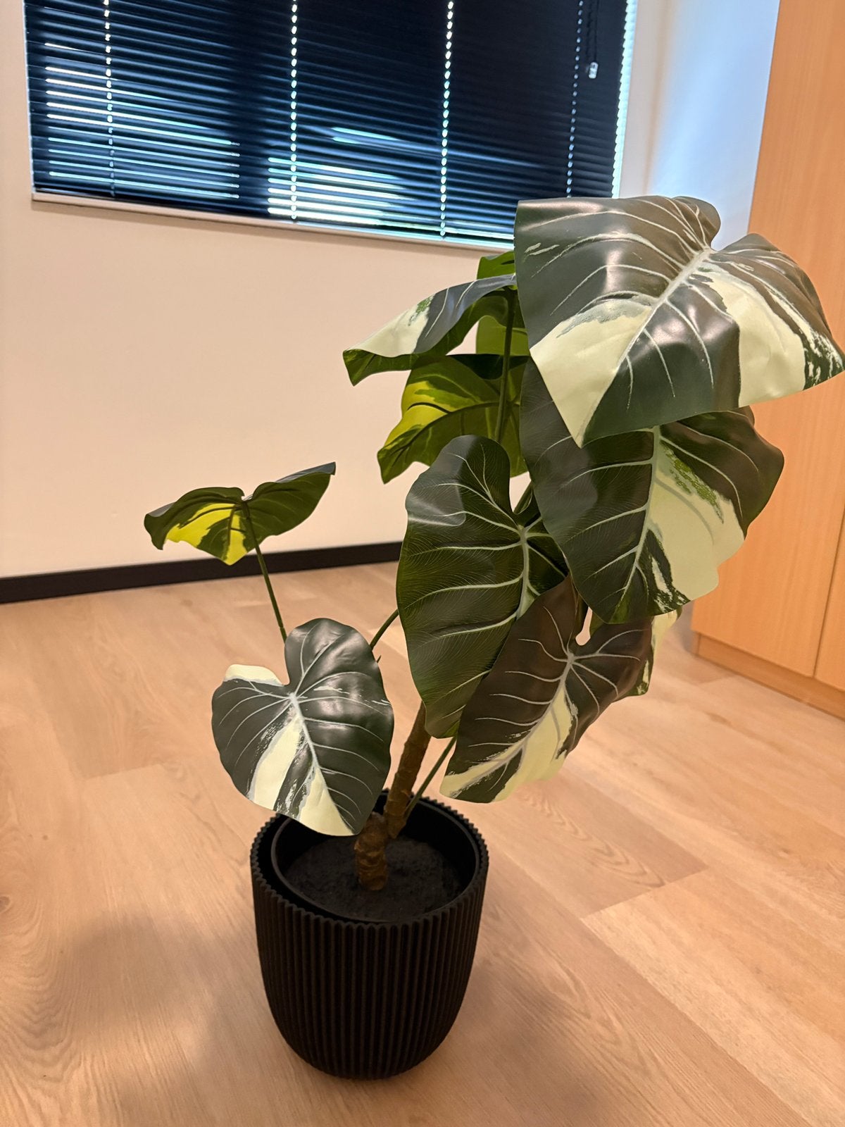 Nepplant IKEA, Ophalen, Halfschaduw, Minder dan 100 cm