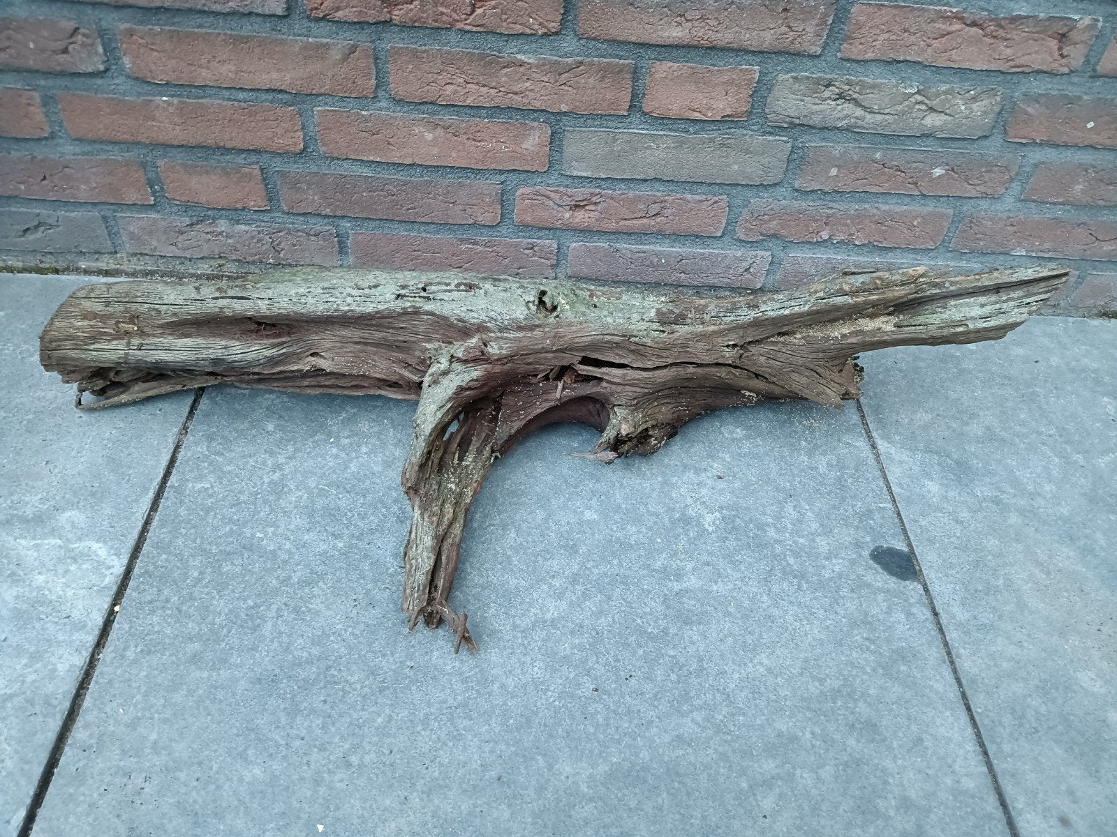 Mooie stuk Kienhout, Dieren en Toebehoren, Ophalen of Verzenden, Gebruikt, Plant(en), Steen of Hout