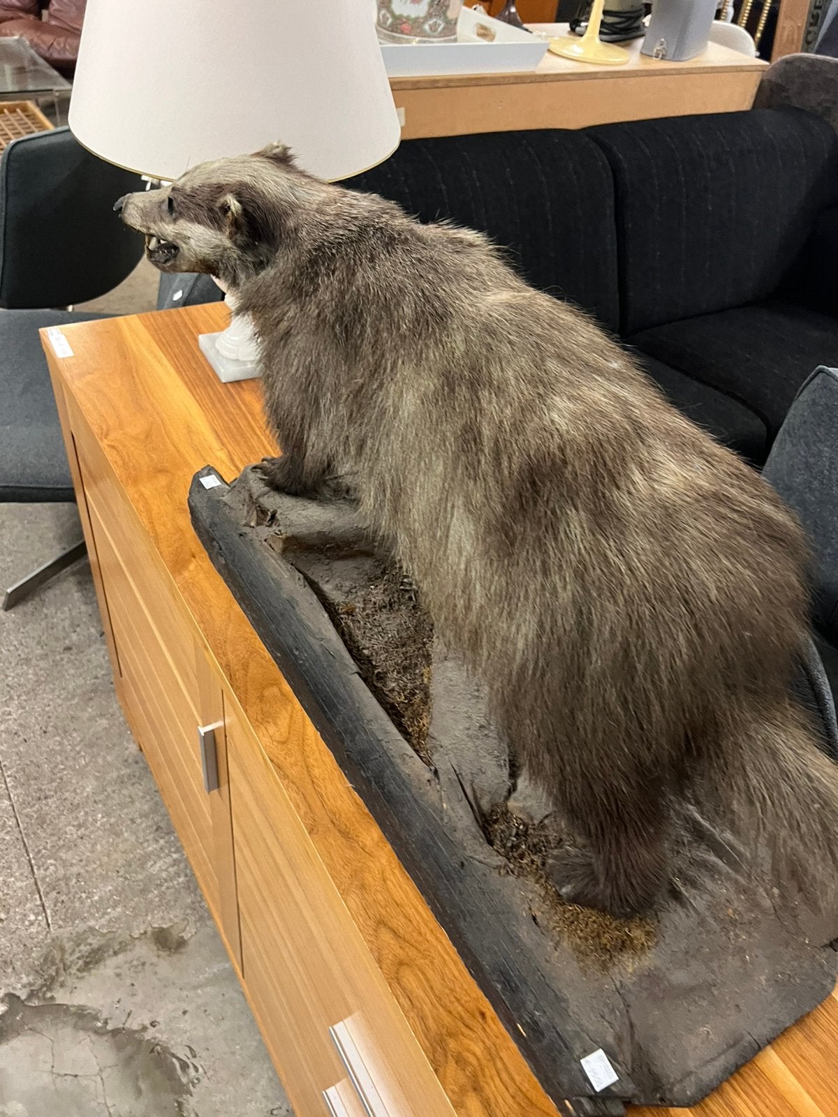 Taxidermie das, Ophalen of Verzenden