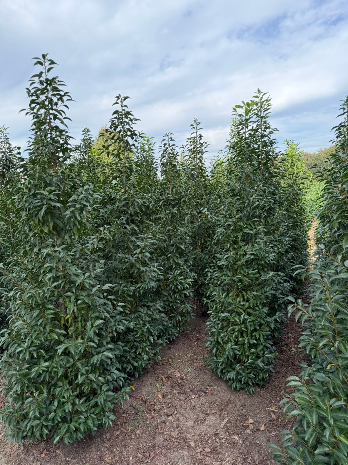 Mooie Portugese laurier, groenblijvend! T/m 250cm hoogte, Tuin en Terras, Ophalen, Laurier, 100 tot 250 cm