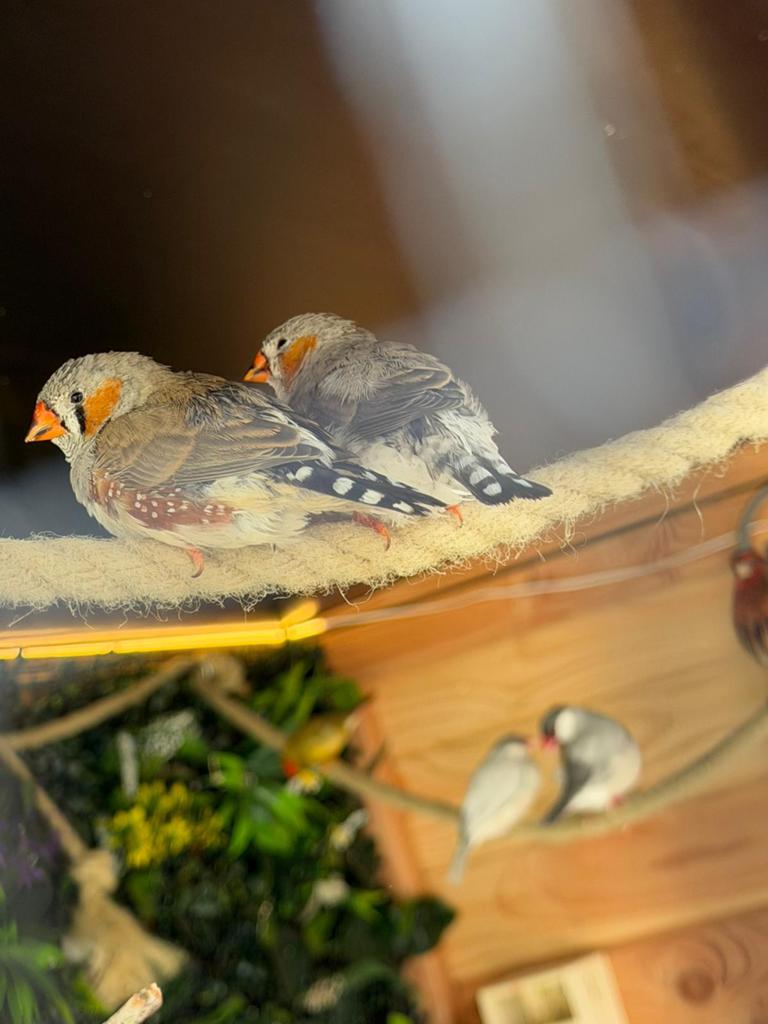 Jonge Zebravinken ongeringd 2026, Dieren en Toebehoren, Meerdere dieren, Tropenvogel