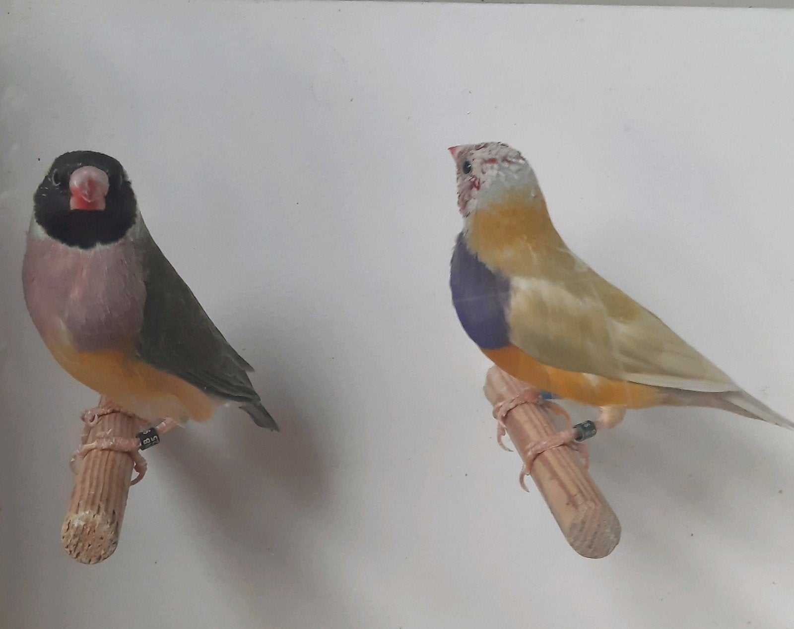 diverse tropische vogels