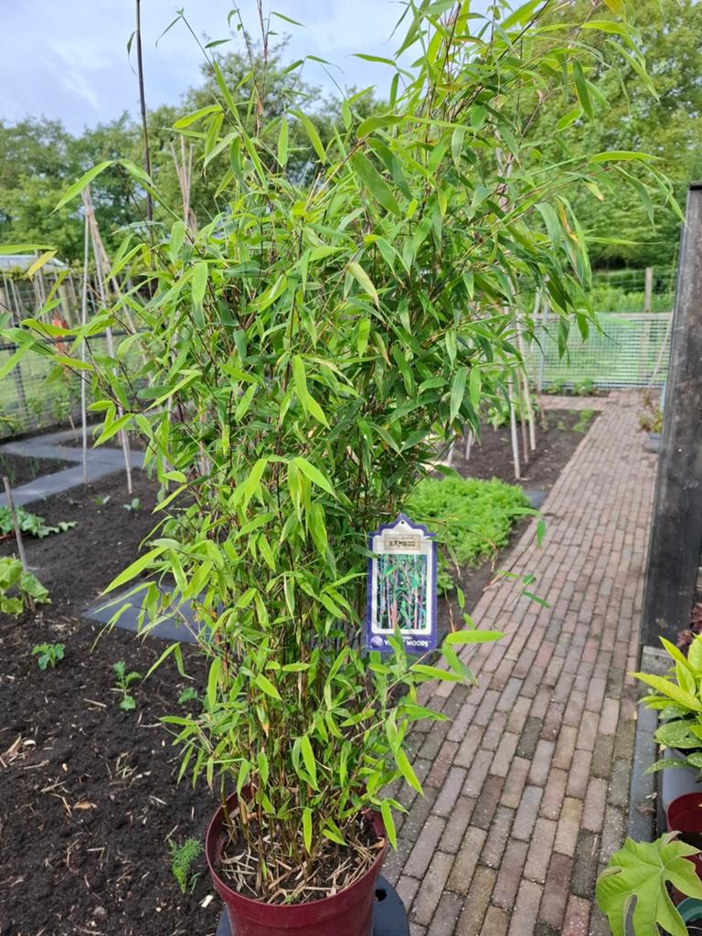 Te koop Bamboe planten Fargesia Violet en Fargesia Volcano ., Tuin en Terras, Planten | Tuinplanten, Ophalen, Bloeit niet, Overige soorten