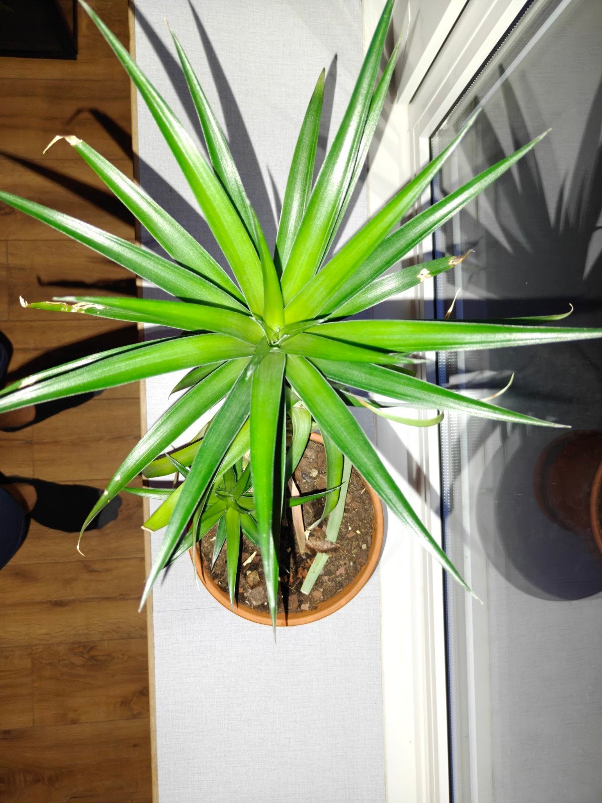 Ananasplant (Ananas Comosus), Overige soorten, Ophalen of Verzenden, Minder dan 100 cm, Volle zon
