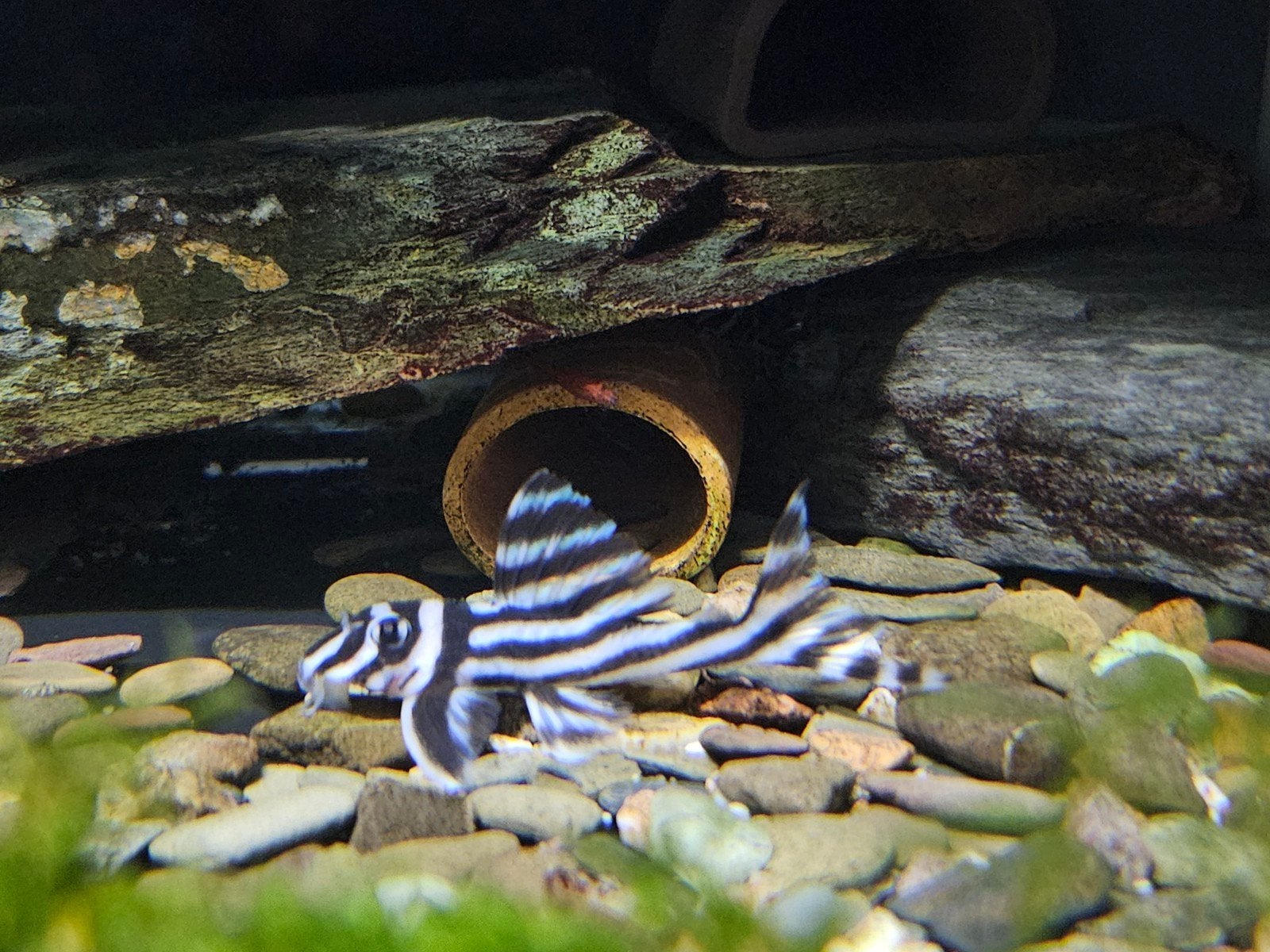 L046 Domeinpakket aquariumshopper, Dieren en Toebehoren