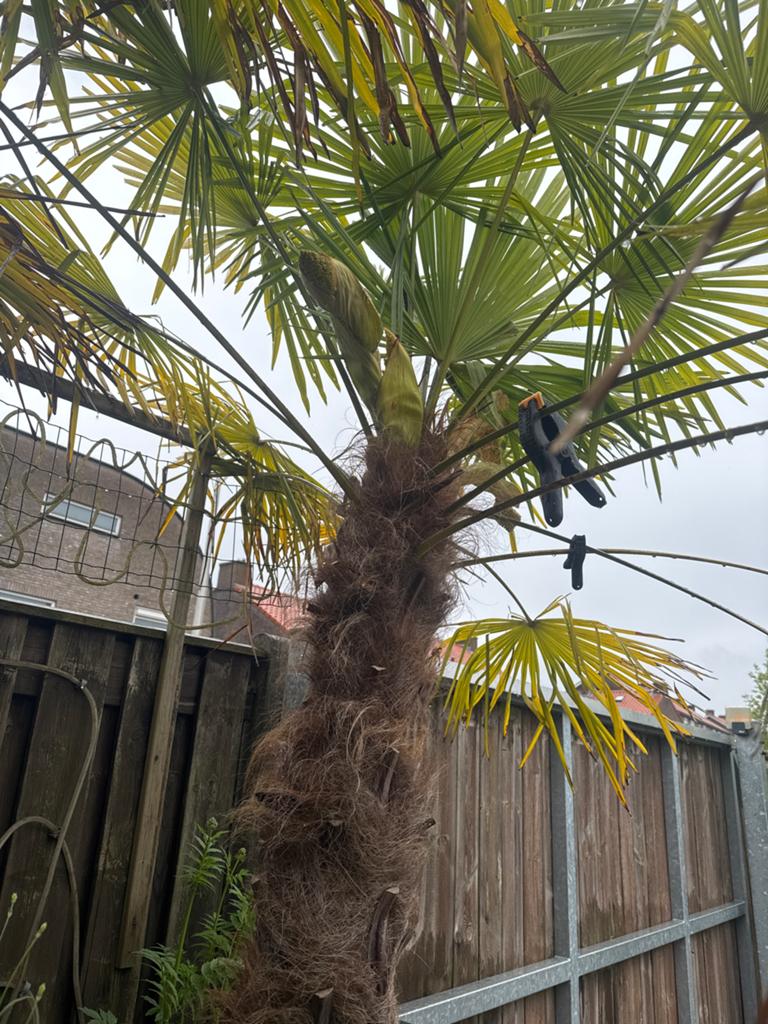 Grote Palmboom - Trachycarpus fortunei in Pot, Tuin en Terras, Planten | Bomen, Ophalen of Verzenden, 100 tot 250 cm, Zomer, Palmboom