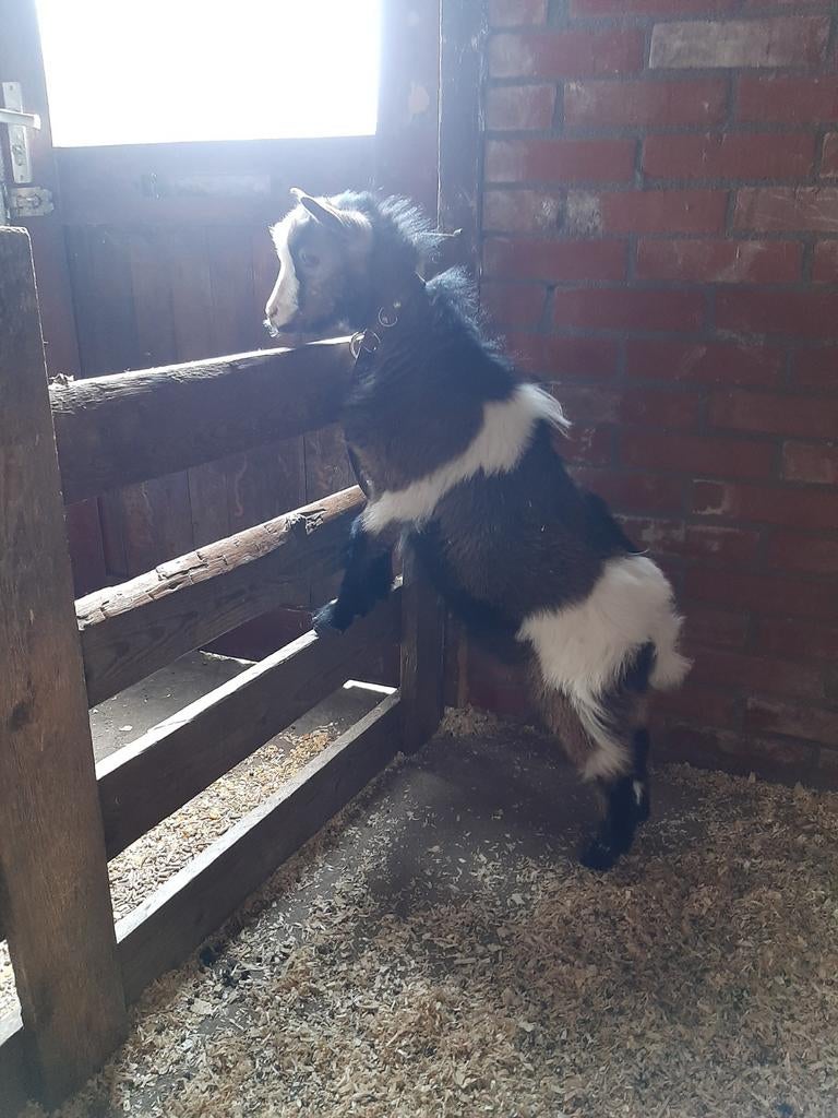 Mooie 3kleur bokje, Dieren en Toebehoren, Mannelijk, Geit