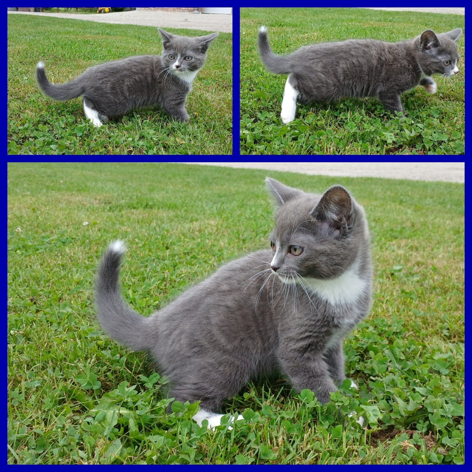 kittens pers x ragdoll / htk kat, Meerdere dieren, Kortharig, 0 tot 2 jaar