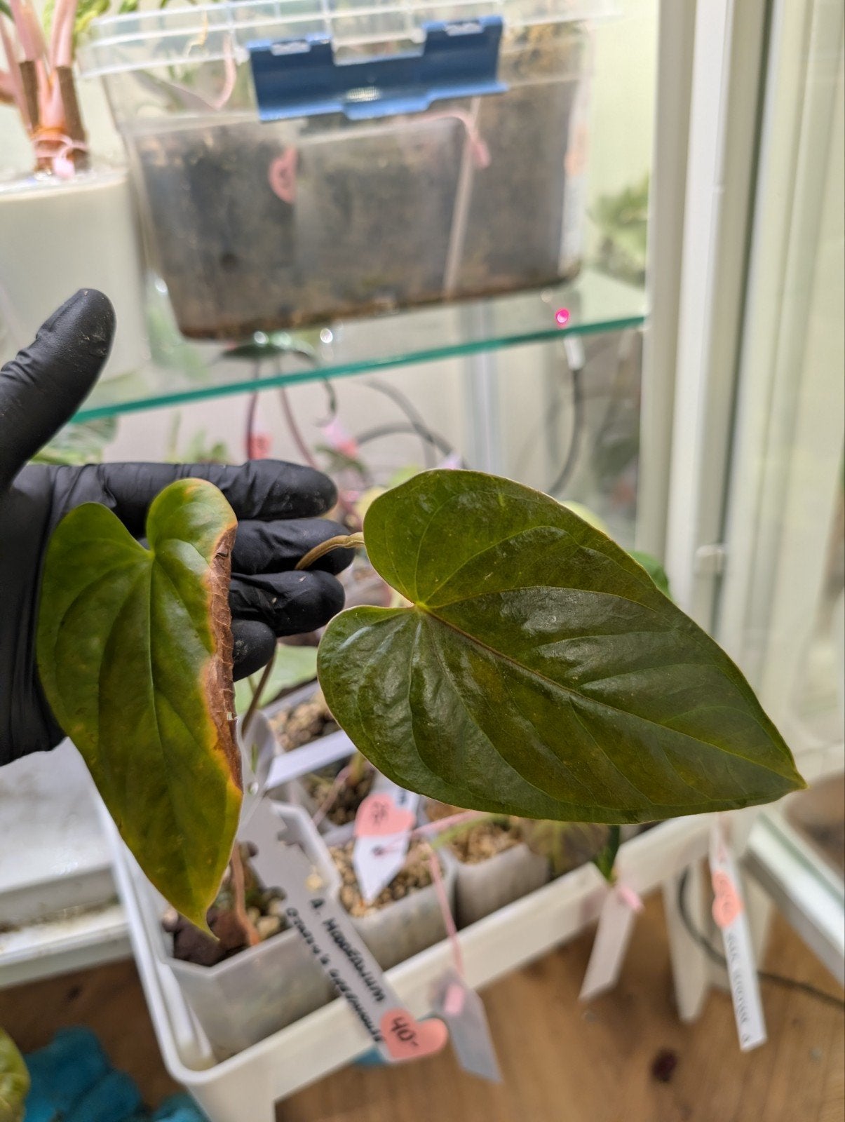 Anthurium Moodeanum, Ophalen of Verzenden, Halfschaduw, Minder dan 100 cm