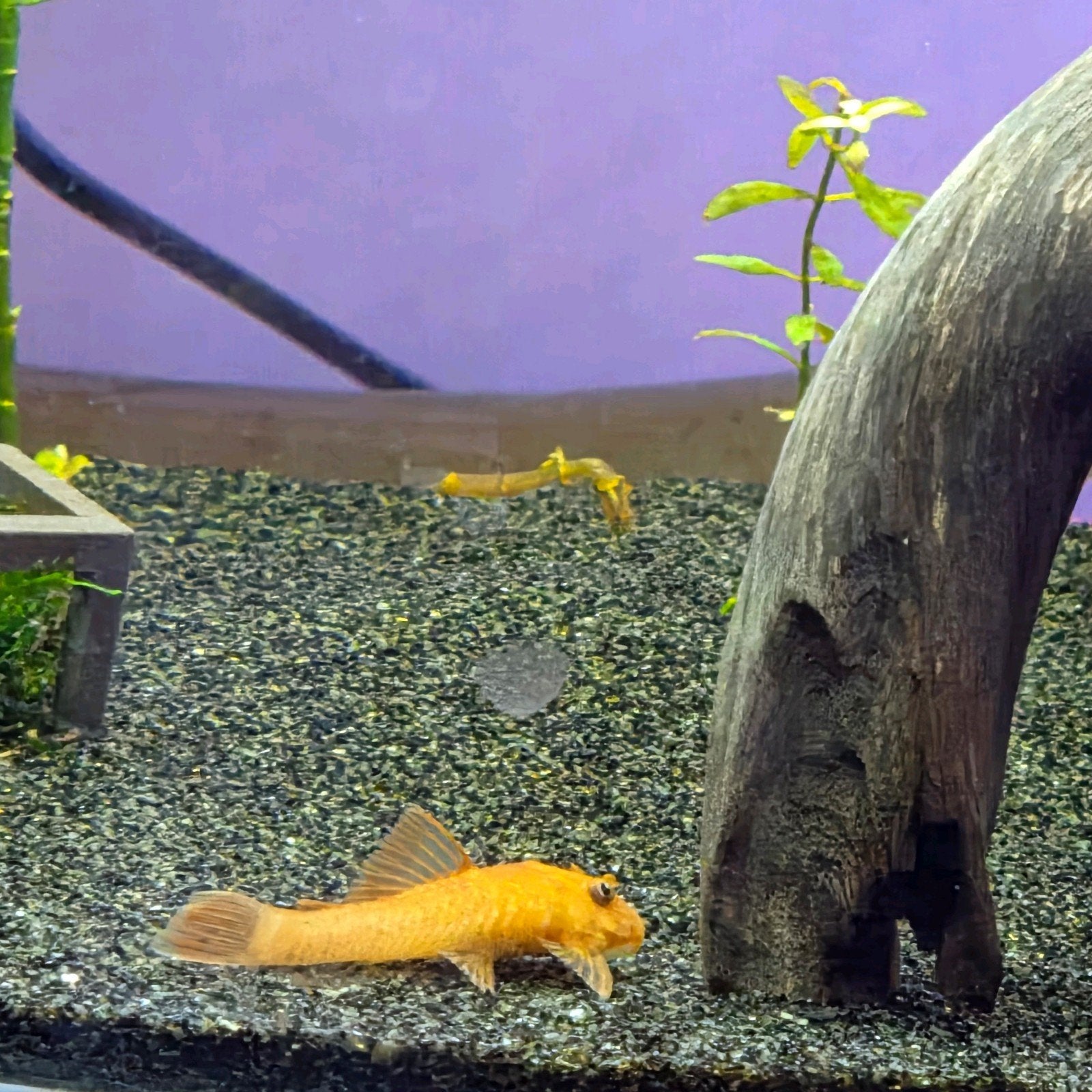 te koop! 3 x Ancistrus / L144, Vis, Zoetwatervis