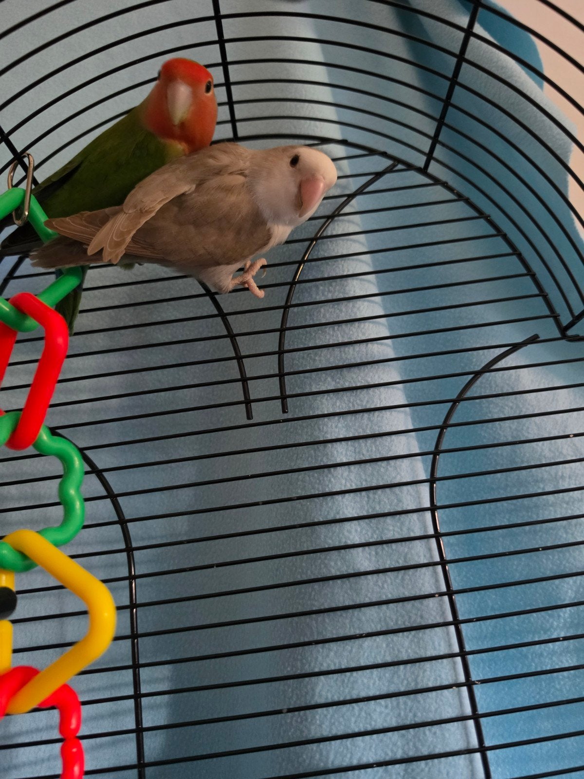 2 agapornissen (1 speciale mutatie) met kooi en toebehoren, Dieren en Toebehoren, Vogels | Parkieten en Papegaaien, Meerdere dieren