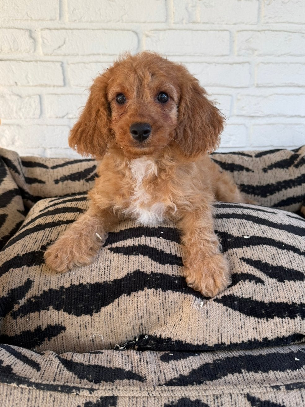 Cavapoo pups, Parvo, Nederland, Overige rassen, 8 tot 15 weken