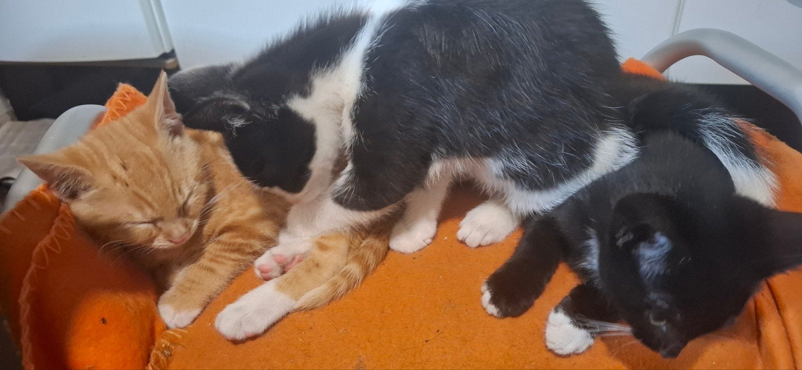 Jonge poesjes kittens, Dieren en Toebehoren, Poes