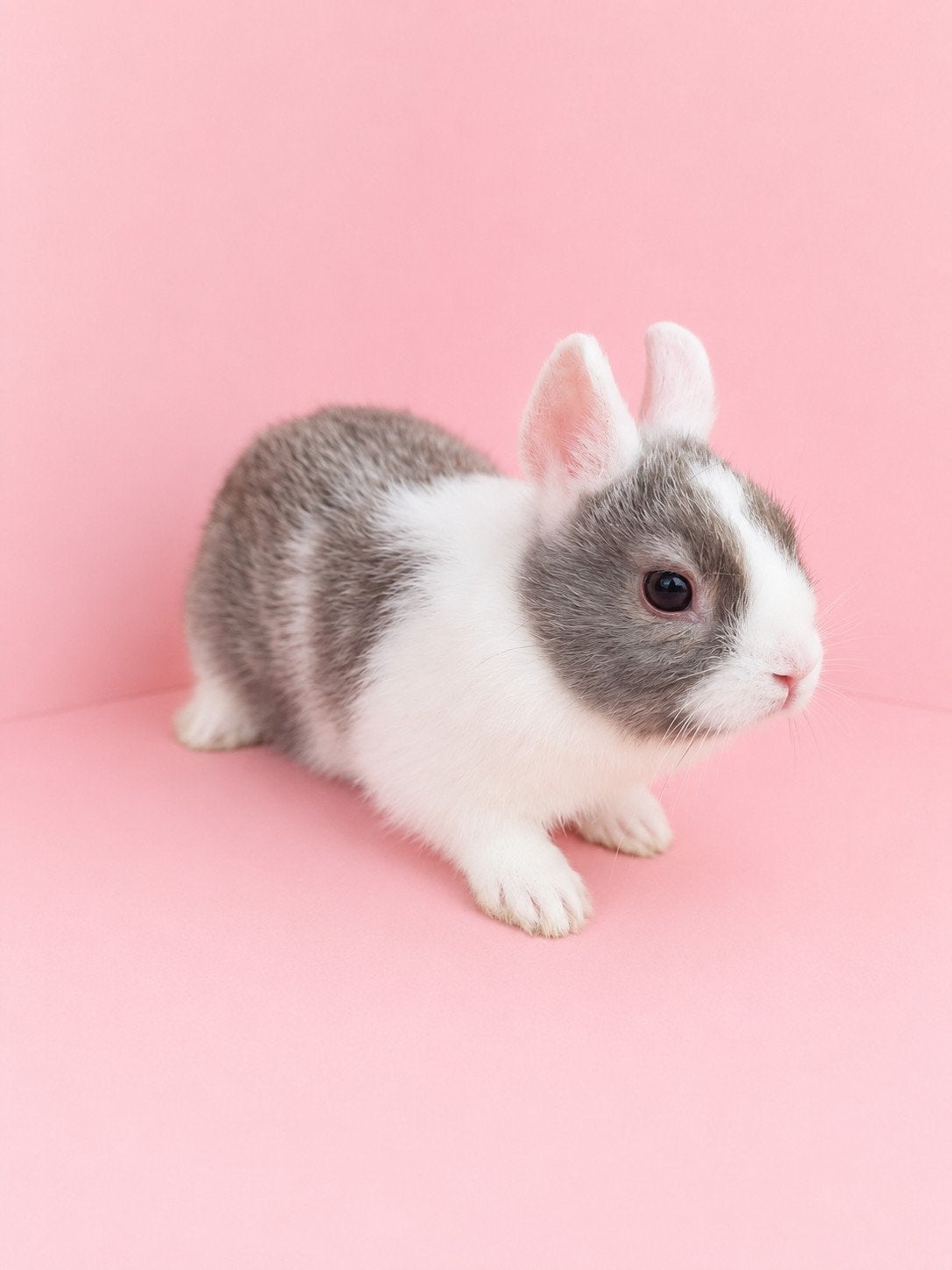 mini loppers kleine konijntjes, Dieren en Toebehoren, Meerdere dieren, Dwerg, 0 tot 2 jaar