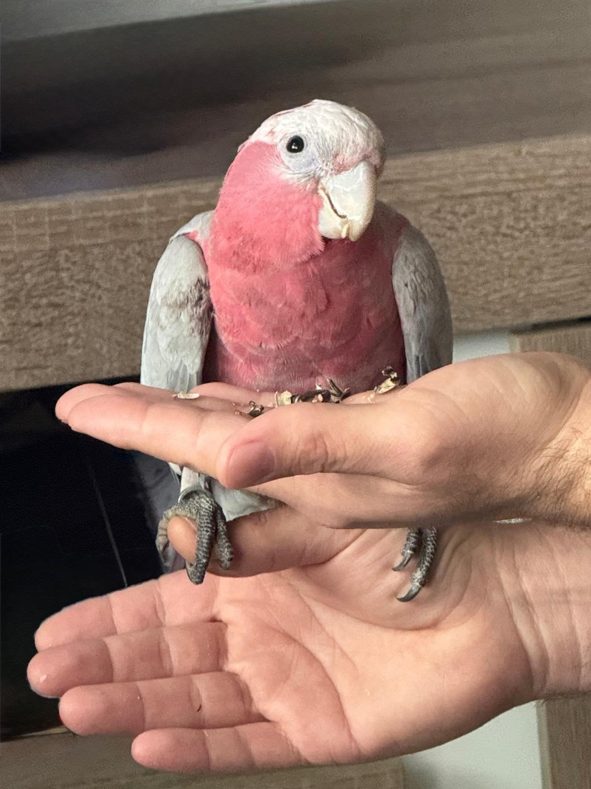 Roze kaketoe, Mannelijk, Papegaai, Geringd