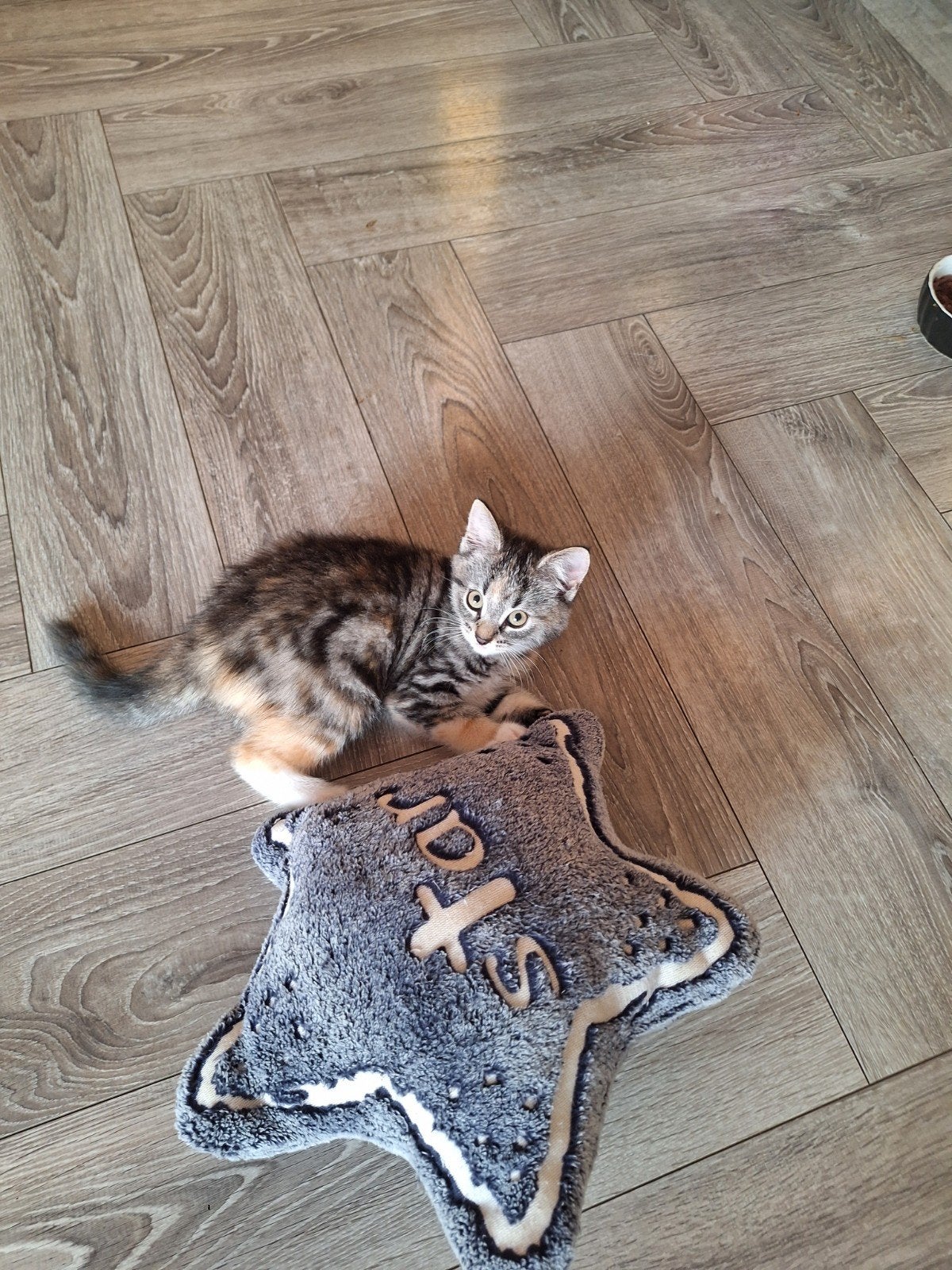 kitten - kruising boskat, Meerdere dieren