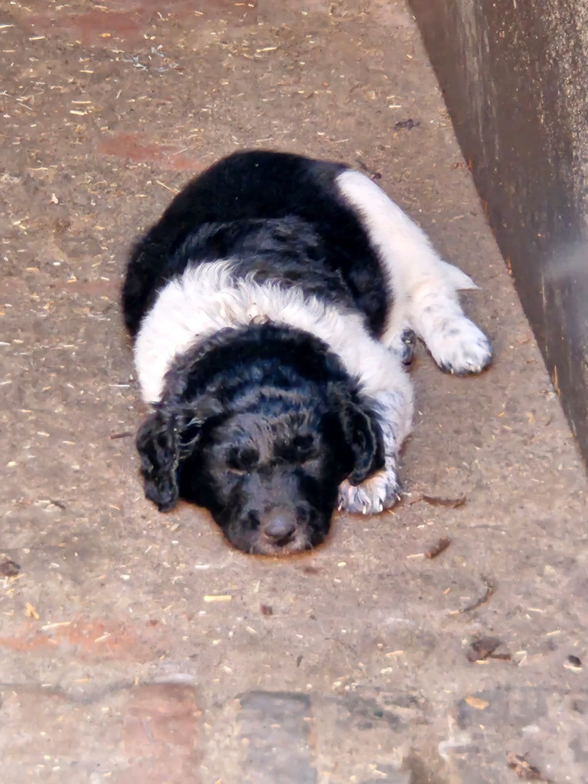 Prachtige Friese Stabij pups beschikbaar, Dieren en Toebehoren, België, Particulier, HCC (leverziekte), Overige rassen