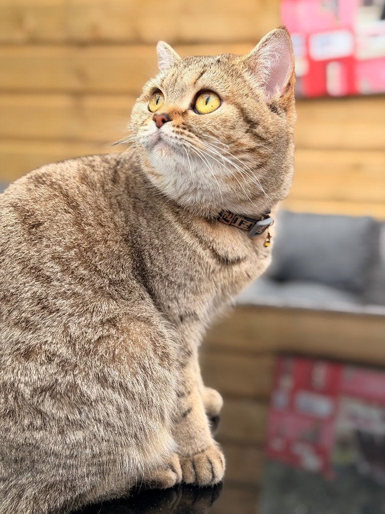 2 prachtige Britse korthaar gaan alleen samen weg!, Poes, 3 tot 5 jaar