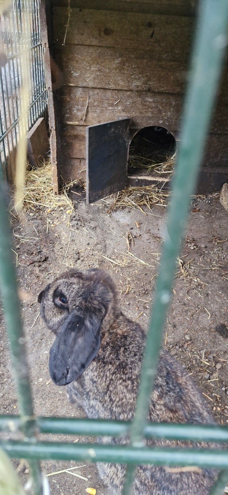 Gratis prachtige franse hangoor mix voedster, Dieren en Toebehoren, Juli, Vrouwelijk, Overige typen, Tam