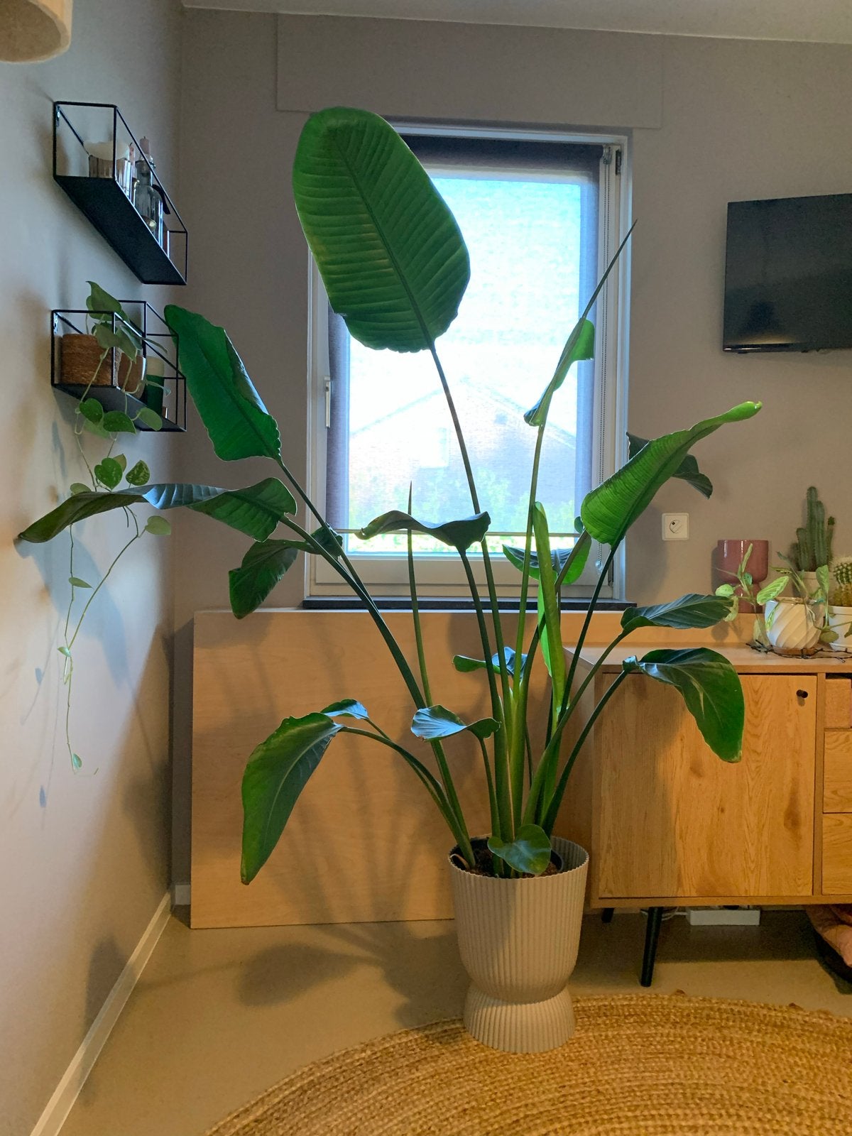 Grote Strelitzia Nicolai (Paradijsvogelplant), Ophalen, Overige soorten, Halfschaduw, 150 tot 200 cm