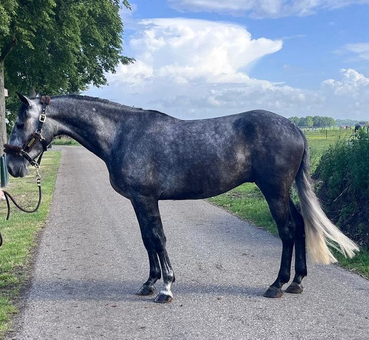 Mooie en lieve allrounder, Dieren en Toebehoren, Paarden, Gechipt, B, Ruin, 3 tot 6 jaar
