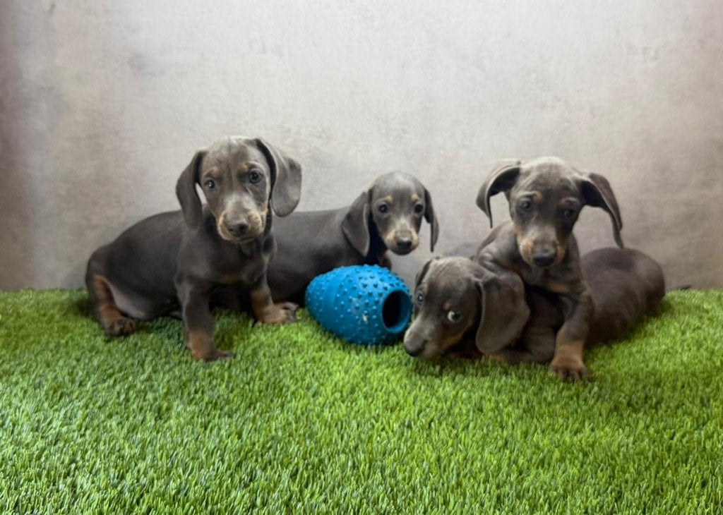 Dwerg Teckel / Dachshund pups, Dieren en Toebehoren, Honden | Teckels en Dashonden, België, Fokker | Hobbymatig, 8 tot 15 weken