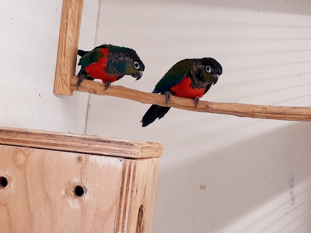 1-1 pyrrhura perlata, Dieren en Toebehoren, Vogels | Parkieten en Papegaaien, Meerdere dieren, Parkiet, Geringd