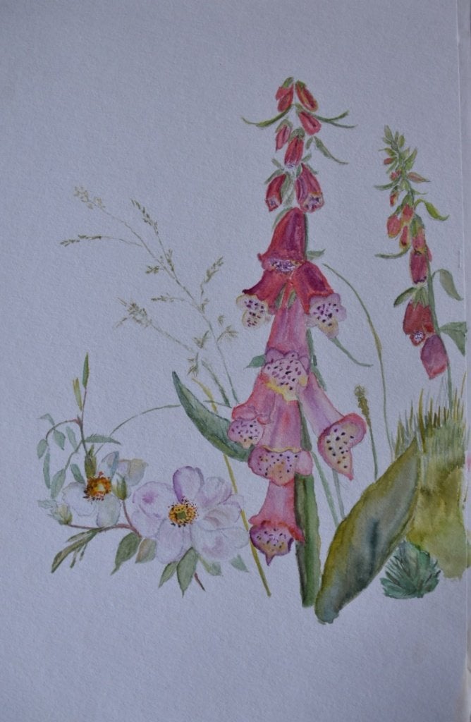 Aquarel van vingerhoedskruid op papier, Realistisch, Aquarel, Handgeschilderd, Papier